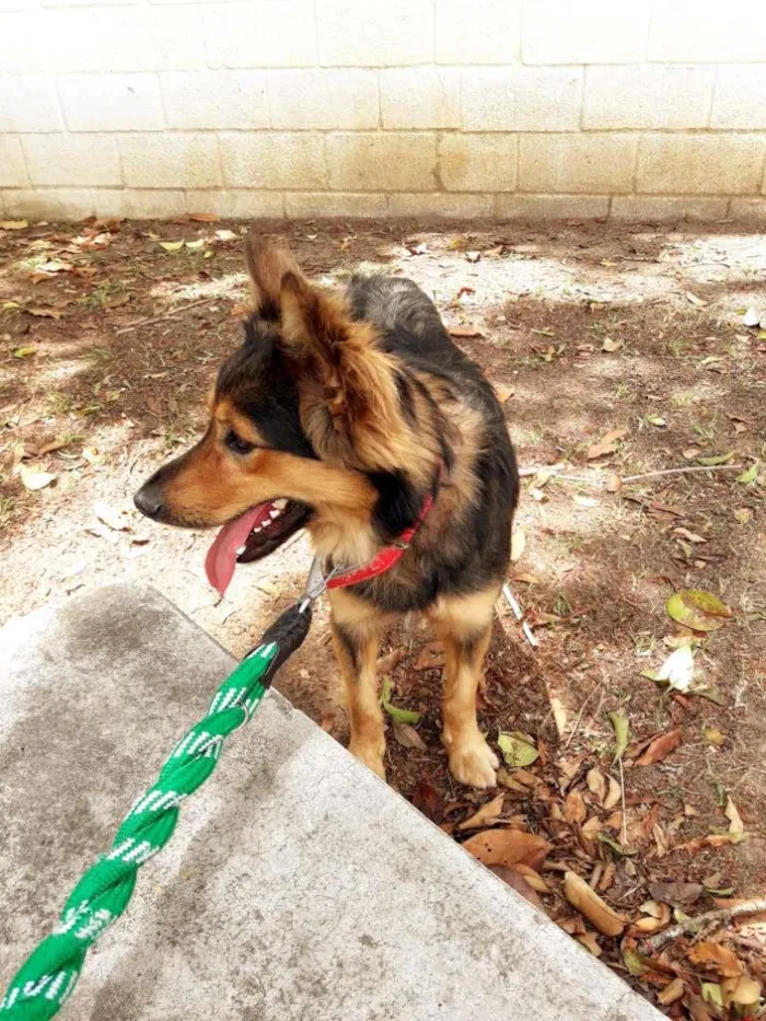 Cachorro ra a SRD-ViraLata idade 3 anos nome Chico