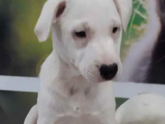 Cachorro raça Mix de labrador com shinowser idade 2 a 6 meses nome Snow