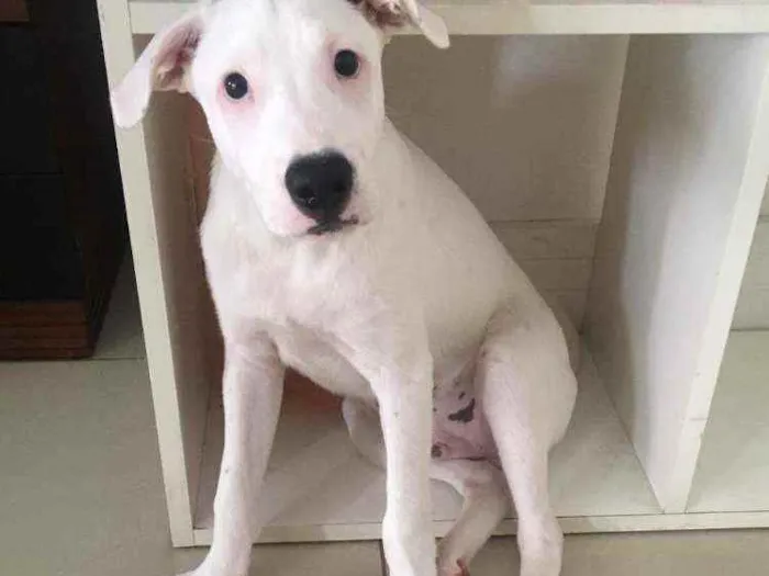 Cachorro raça Mix de labrador com shinowser idade 2 a 6 meses nome Snow