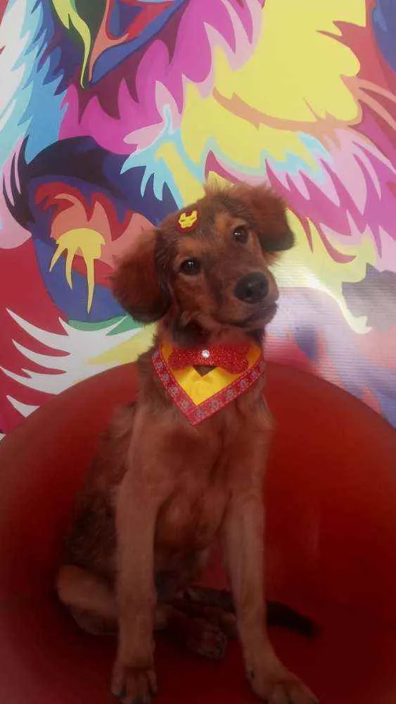 Cachorro ra a Não definida idade 7 a 11 meses nome Caramelo