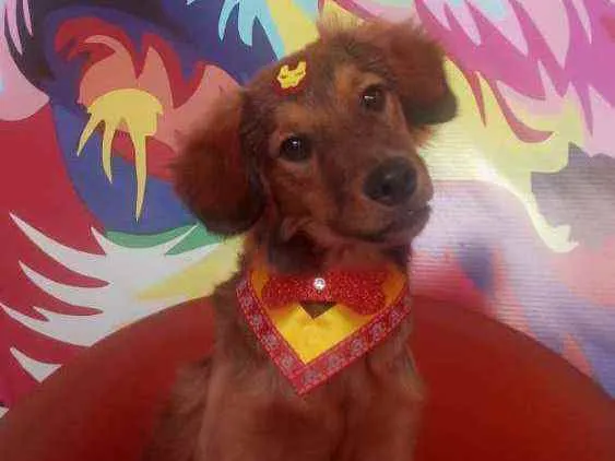 Cachorro ra a Não definida idade 7 a 11 meses nome Caramelo