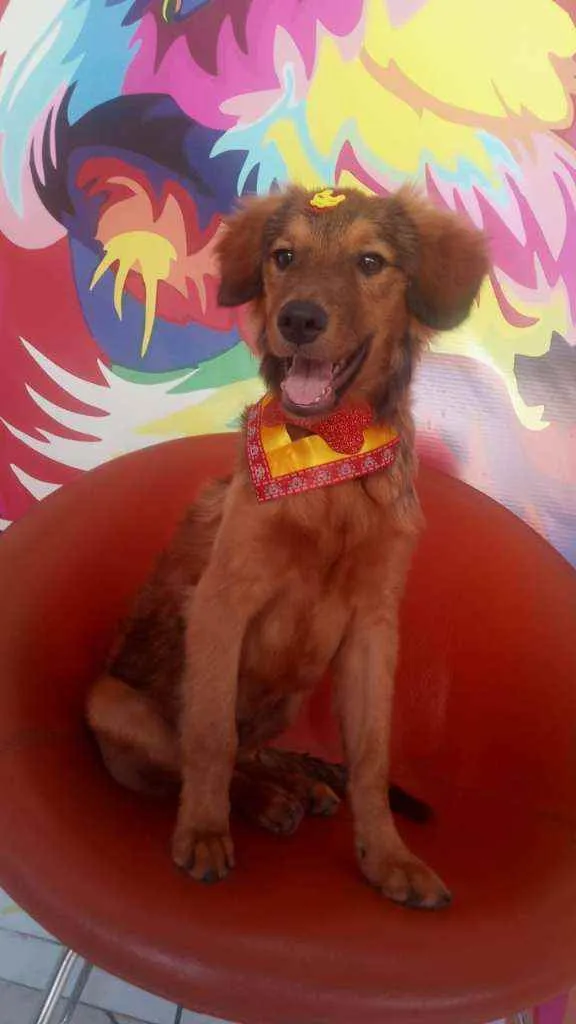 Cachorro ra a Não definida idade 7 a 11 meses nome Caramelo