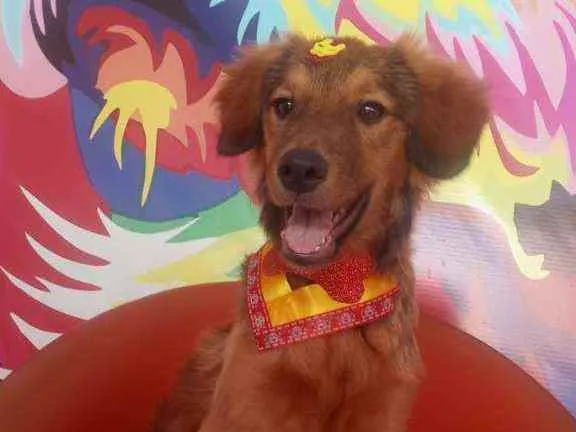 Cachorro ra a Não definida idade 7 a 11 meses nome Caramelo