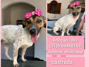 Cachorro raça SRD-ViraLata idade  nome SONINHA