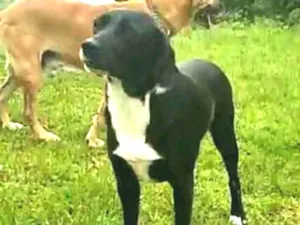 Cachorro raça  idade 3 anos nome Tito 