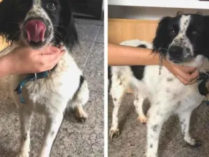 Cachorro raça sem raça definida idade 1 ano nome sem nome