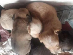 Cachorro raça Misturada idade Abaixo de 2 meses nome Não tem ainda