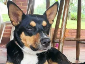 Cachorro raça SRD-ViraLata idade 2 anos nome Bazuca