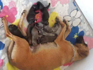 Cachorro raça SRD idade Abaixo de 2 meses nome Não sei