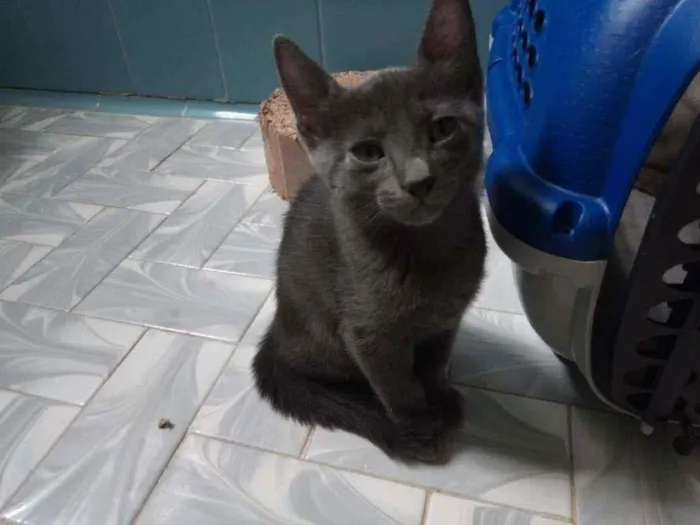 Gato ra a SRD-ViraLata idade 2 a 6 meses nome Odin