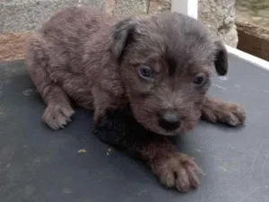 Cachorro raça mista idade Abaixo de 2 meses nome sem nome 