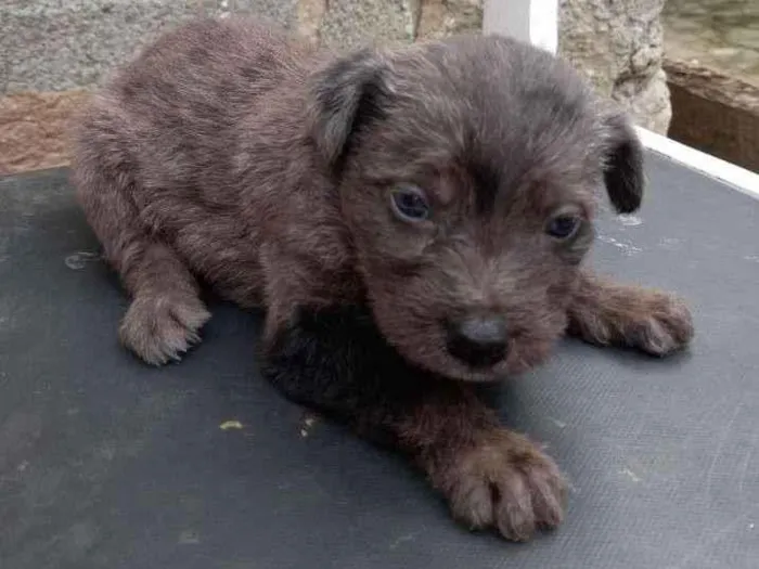 Cachorro ra a mista idade Abaixo de 2 meses nome sem nome 