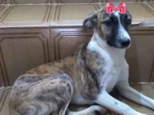 Cachorro raça Mestiça  idade 7 a 11 meses nome Penélope 