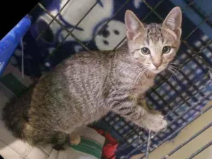 Gato raça Srd idade 2 a 6 meses nome Bernardo