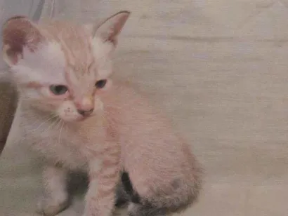 Gato raça n/d idade Abaixo de 2 meses nome Filhotes de Gato
