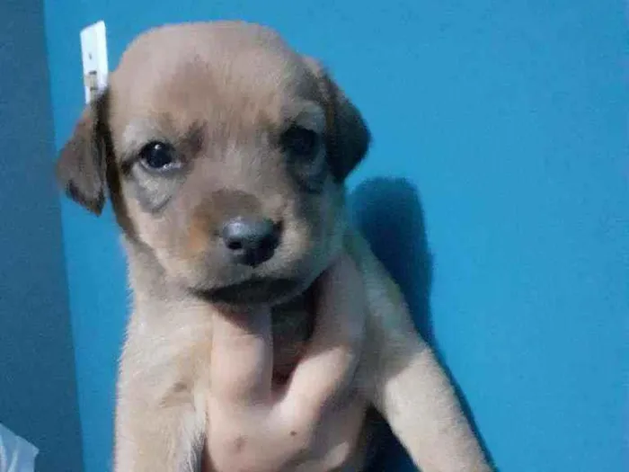 Cachorro ra a Mistura com boxer idade 2 a 6 meses nome Vazinha