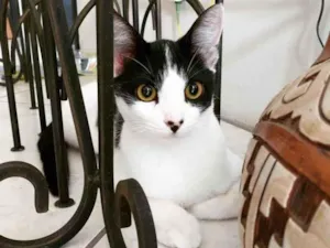 Gato raça Sem Raça idade 7 a 11 meses nome Marta