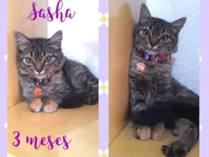 Gato raça Srd idade 2 a 6 meses nome Sasha
