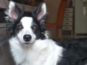 Cachorro raça Boder Collie idade 2 anos nome Nutella