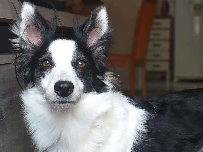 Cachorro ra a Boder Collie idade 2 anos nome Nutella