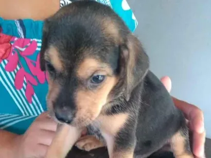 Cachorro raça Indefinido idade Abaixo de 2 meses nome Filhotes