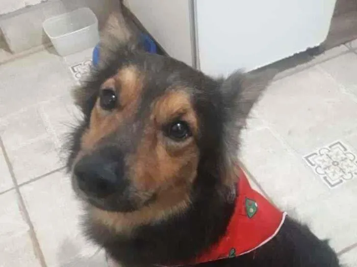 Cachorro ra a SRD-ViraLata idade 3 anos nome Chico