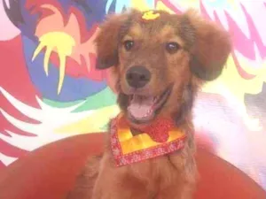 Cachorro raça Não definida idade 7 a 11 meses nome Caramelo