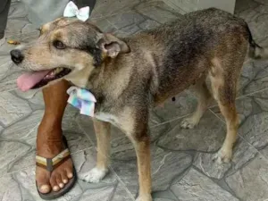 Cachorro raça Misturado  idade 6 ou mais anos nome Mel 