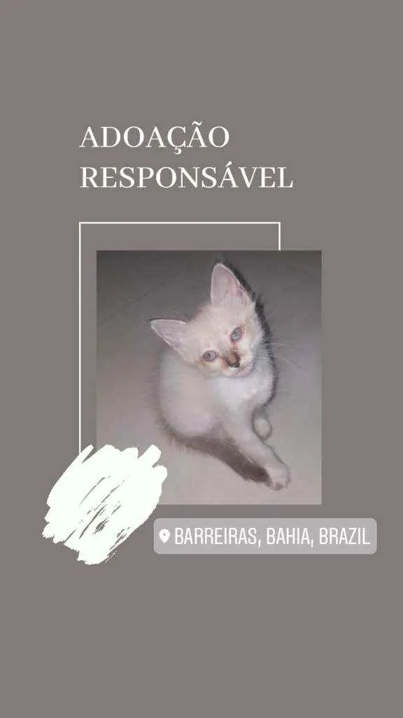 Gato raça  idade Abaixo de 2 meses nome Não tem nome
