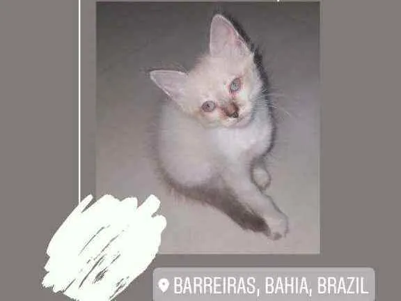 Gato raça  idade Abaixo de 2 meses nome Não tem nome