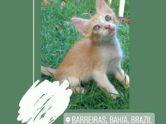Gato raça  idade Abaixo de 2 meses nome Não tem nome