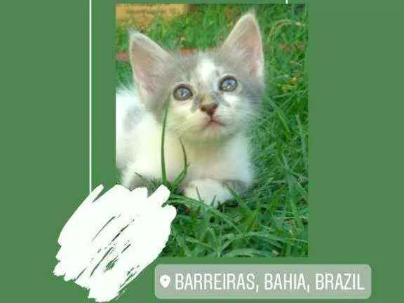 Gato raça  idade Abaixo de 2 meses nome Não tem nome