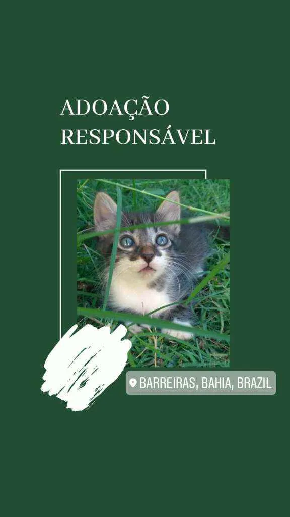 Gato raça  idade Abaixo de 2 meses nome Não tem nome