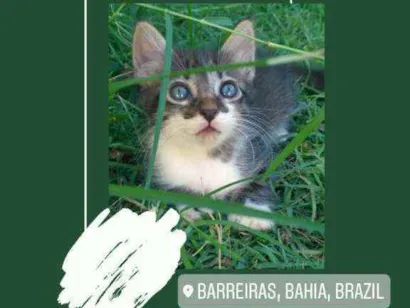 Gato raça  idade Abaixo de 2 meses nome Não tem nome