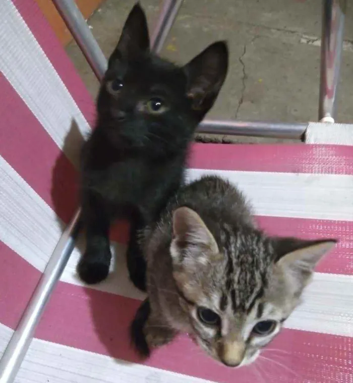 Gato ra a  idade Abaixo de 2 meses nome A critério do dono.