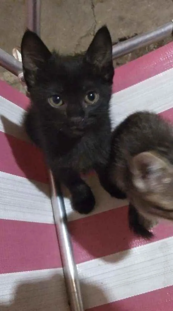 Gato ra a  idade Abaixo de 2 meses nome A critério do dono.