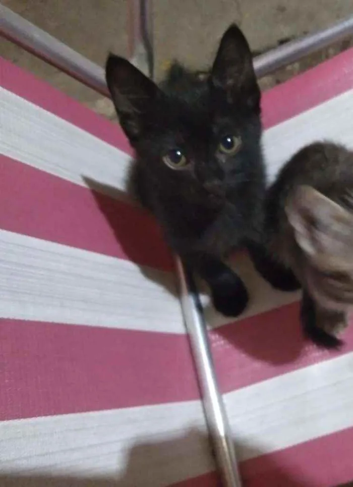 Gato ra a  idade Abaixo de 2 meses nome A critério do dono.