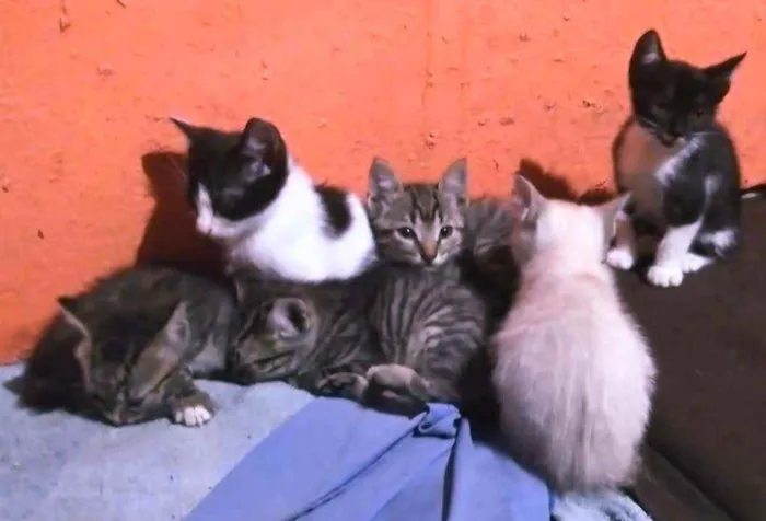 Gato ra a  idade Abaixo de 2 meses nome A critério do dono.