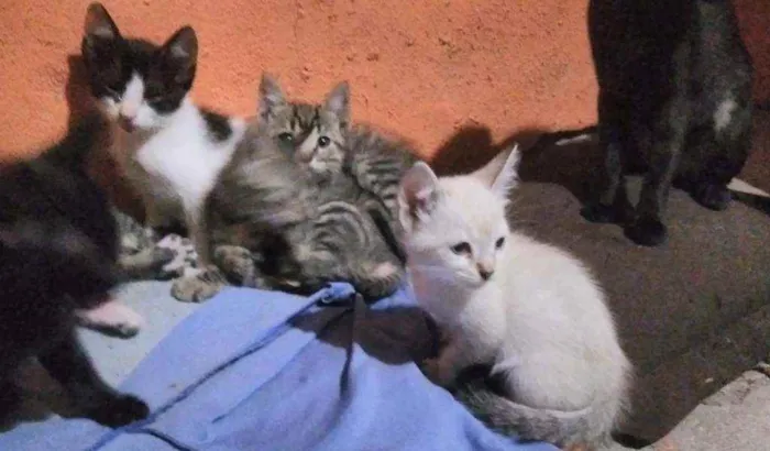 Gato ra a  idade Abaixo de 2 meses nome A critério do dono.