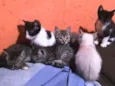 A critério do dono.