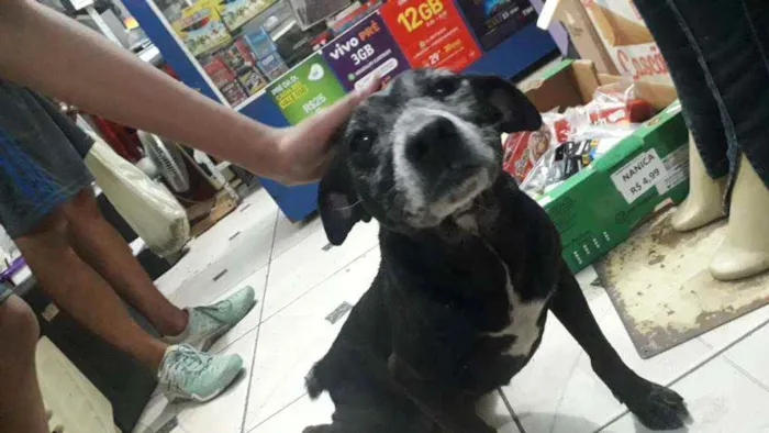 Cachorro ra a SRD idade 6 ou mais anos nome Tom