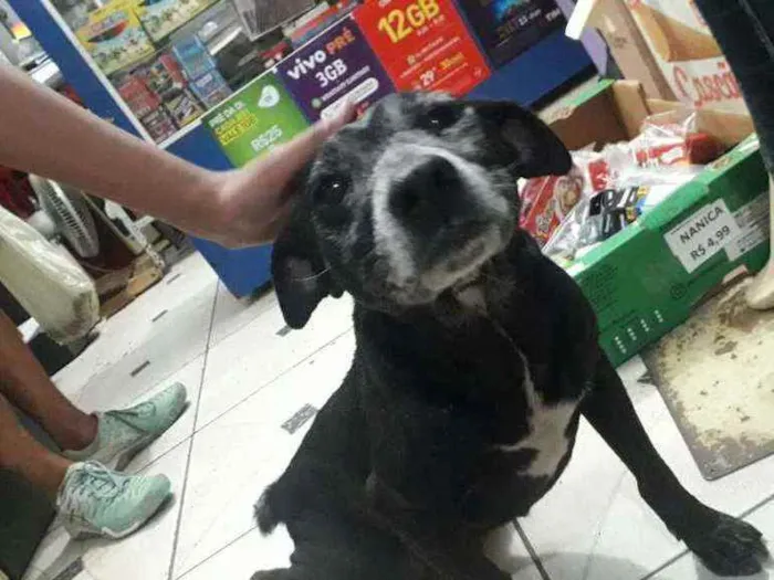 Cachorro ra a SRD idade 6 ou mais anos nome Tom