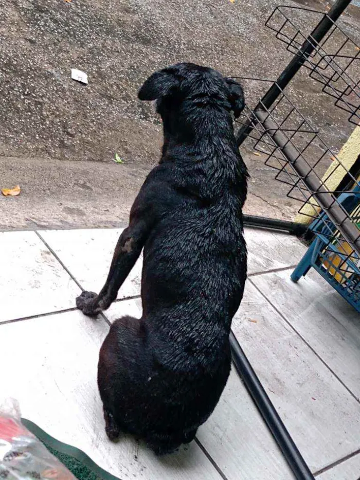 Cachorro ra a SRD idade 6 ou mais anos nome Tom