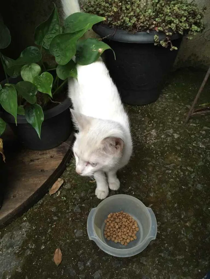 Gato raça Não sei  idade 7 a 11 meses nome Gatinha