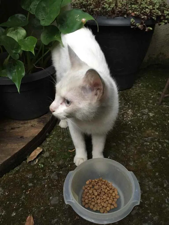 Gato raça Não sei  idade 7 a 11 meses nome Gatinha