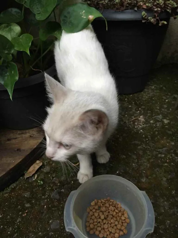 Gato raça Não sei  idade 7 a 11 meses nome Gatinha