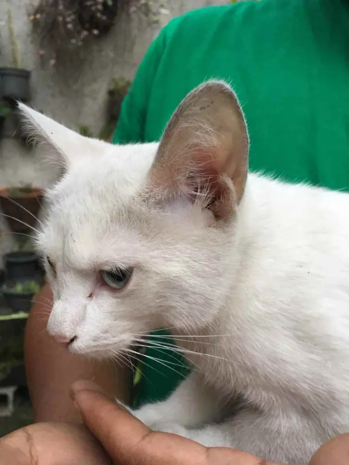 Gato raça Não sei  idade 7 a 11 meses nome Gatinha