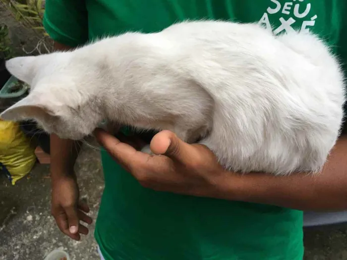 Gato raça Não sei  idade 7 a 11 meses nome Gatinha
