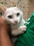 Gatinha