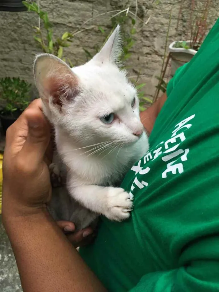 Gato raça Não sei  idade 7 a 11 meses nome Gatinha